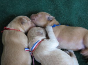 3 Musketeers - Friends for life!