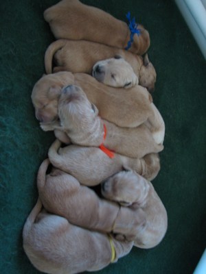 Puppys line themselves up... sort of