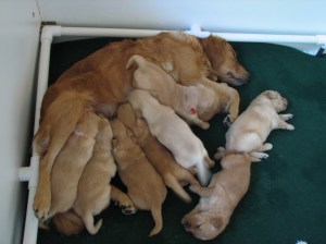 Puppies are getting Big!