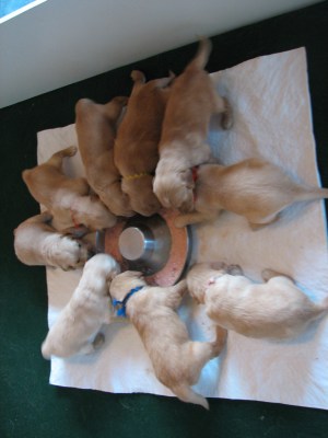 Feeding time at the Zoo