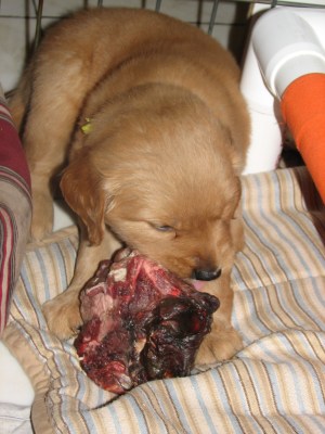 Yellow enjoying a Lamb Neck meal