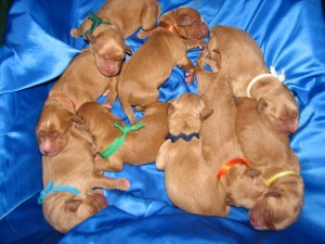 Chaos in the box Day 1