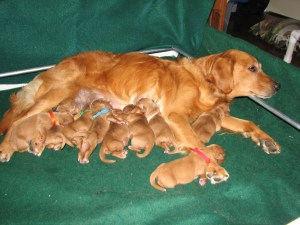 River so tired. love the pups sleeping on her arms.