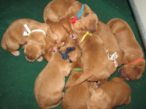 pile of pups. 