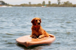 Paddle Board Queen! 