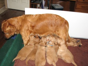 Mamma doesn't really want to stand but she does for the pups